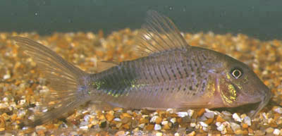 Corydoras ourastigma